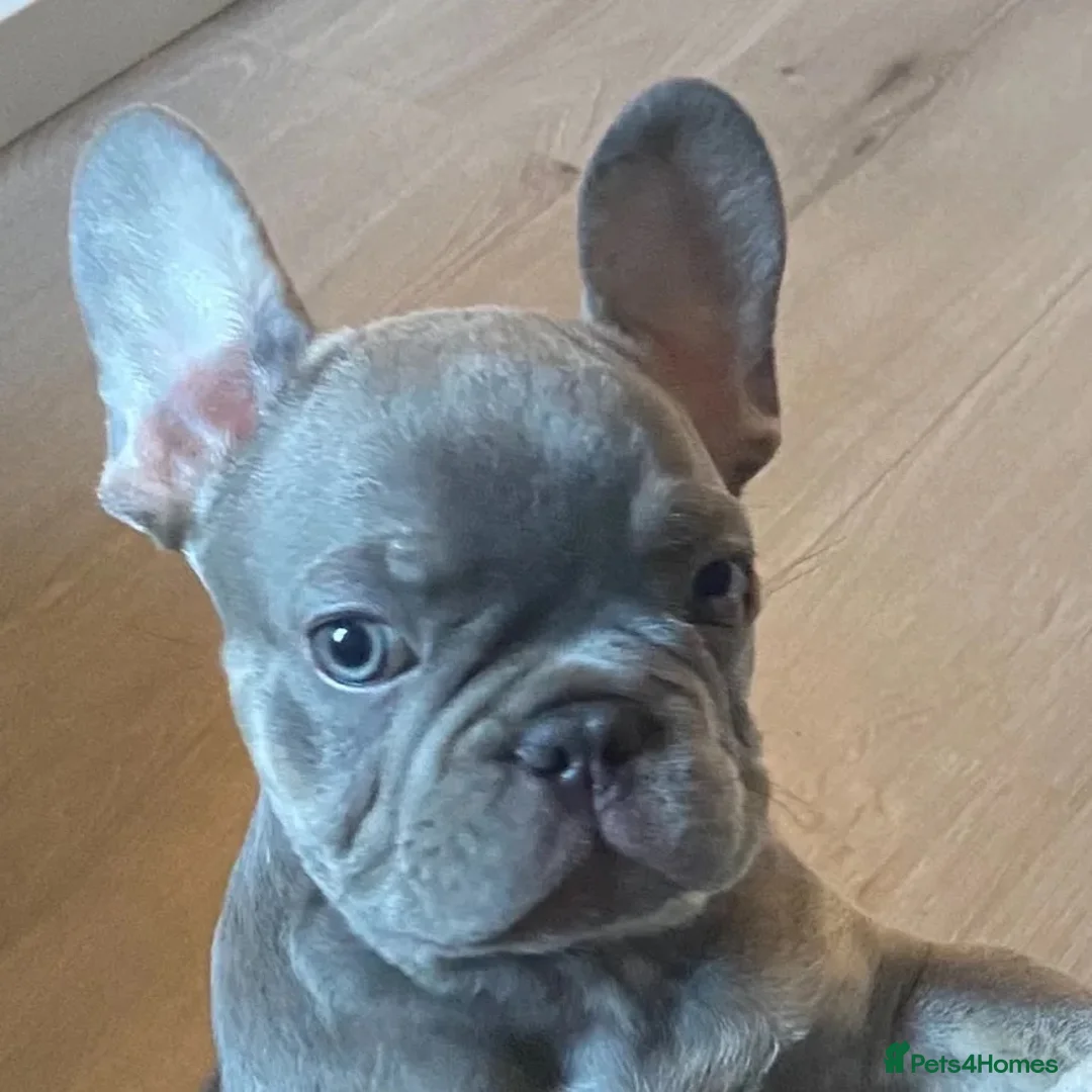 French Bulldog dogs for stud: French bulldog  - Advert 2