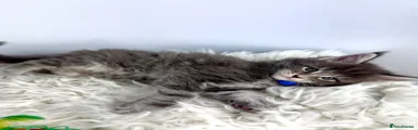 Maine Coon 6