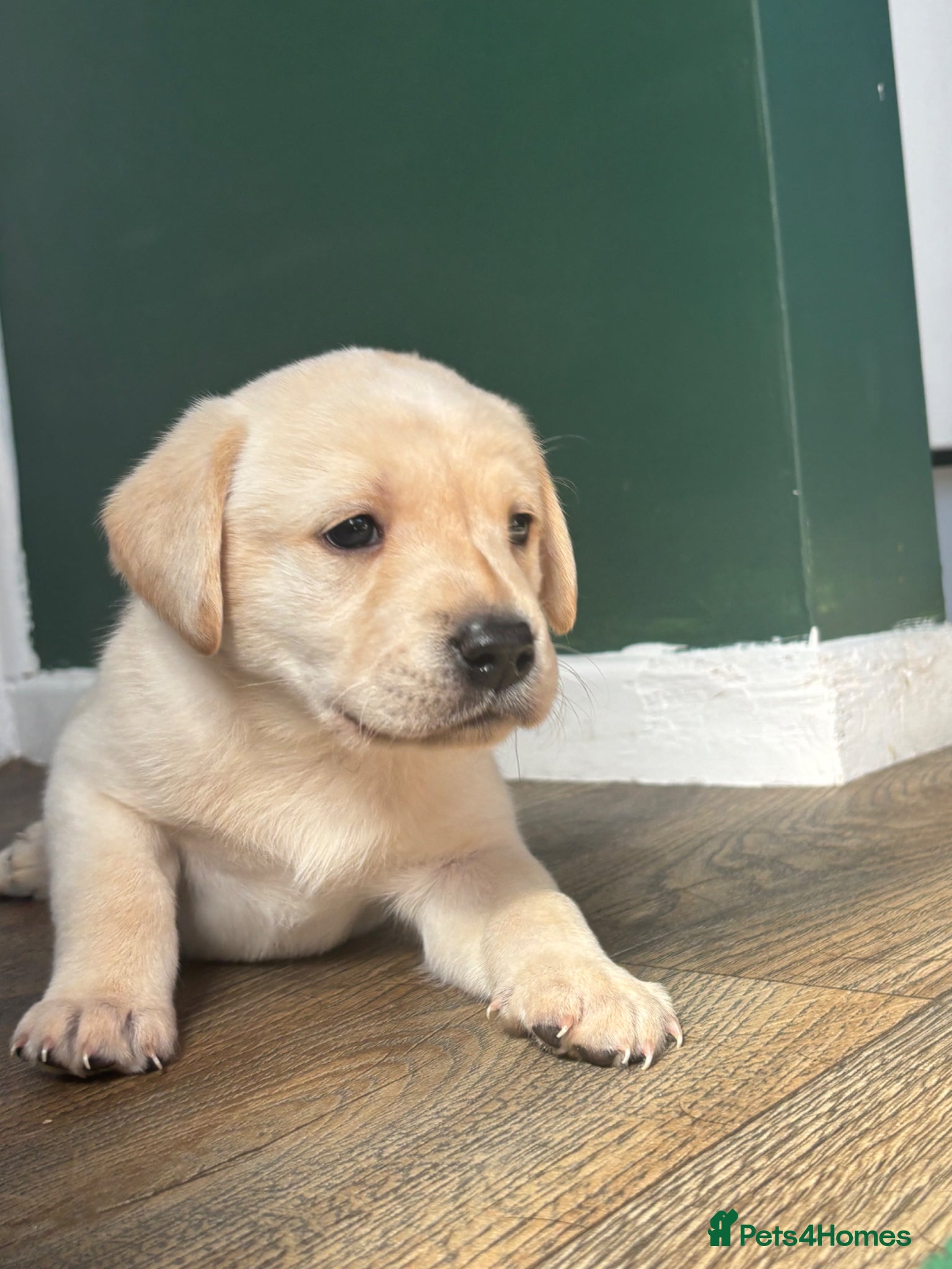 Labrador Retriever dogs Gorgeous litter of Labradors - Advert 21