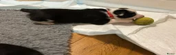 Border Collie dogs for sale: 3 girls and 2 boys for sale in Macclesfield - Advert 4