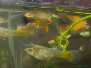 Other/Mixed Breed fish Guppy fry - Advert 2