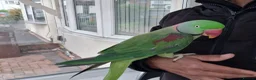 Parrots birds for sale: Super Tamed Alexanderian Parrot for sale - Advert 11
