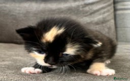 British Longhair cats for sale: Beautiful litter of kittens  - Image 6