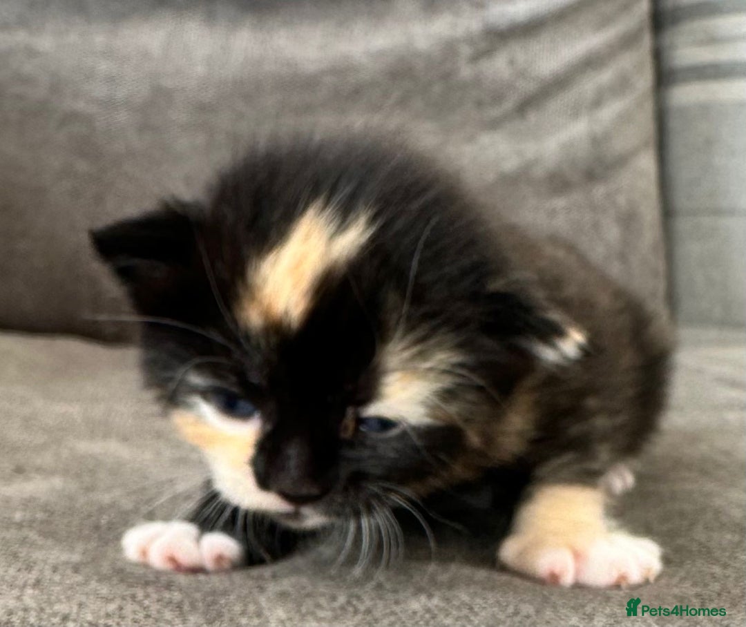British Longhair cats for sale: Beautiful litter of kittens  - Image 6