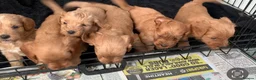Cockapoo dogs for sale: Stunning red toy cockapoo puppies  - Advert 17