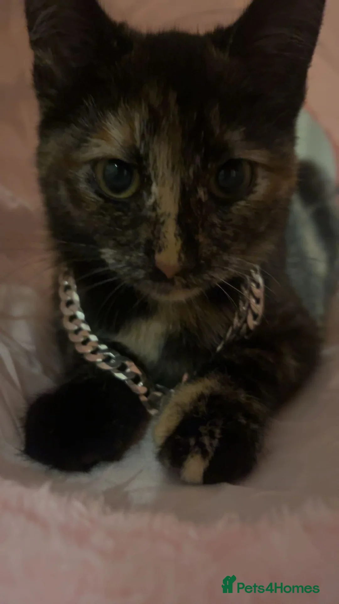 Mixed Breed cats for sale: One girl kitten🐱🎀🐾 - Advert 7