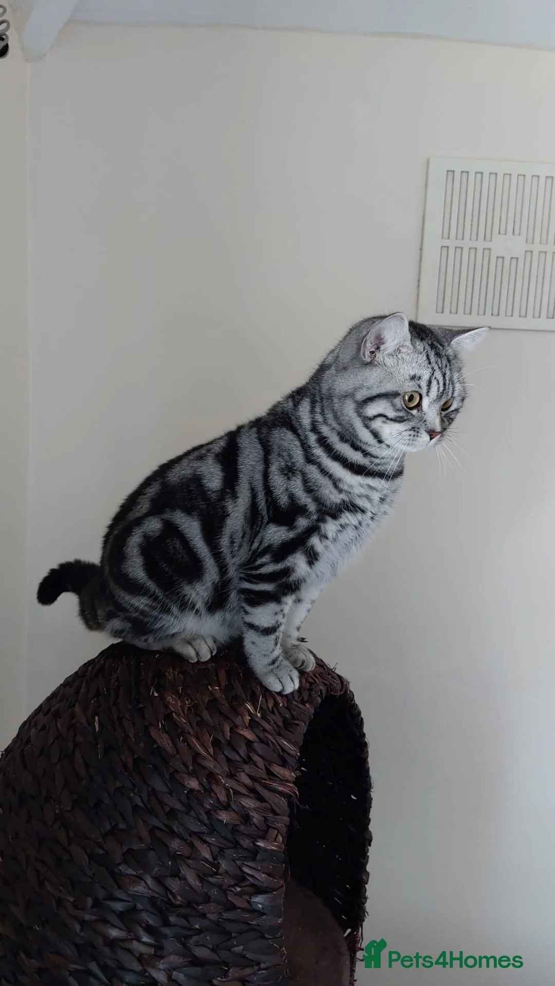 British Shorthair cats for stud: BSH Classic Silver Tabby  in Rochester - Advert 7