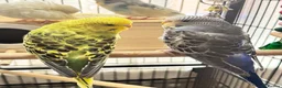 Budgerigars birds for sale: Budgies pair  - Advert 10