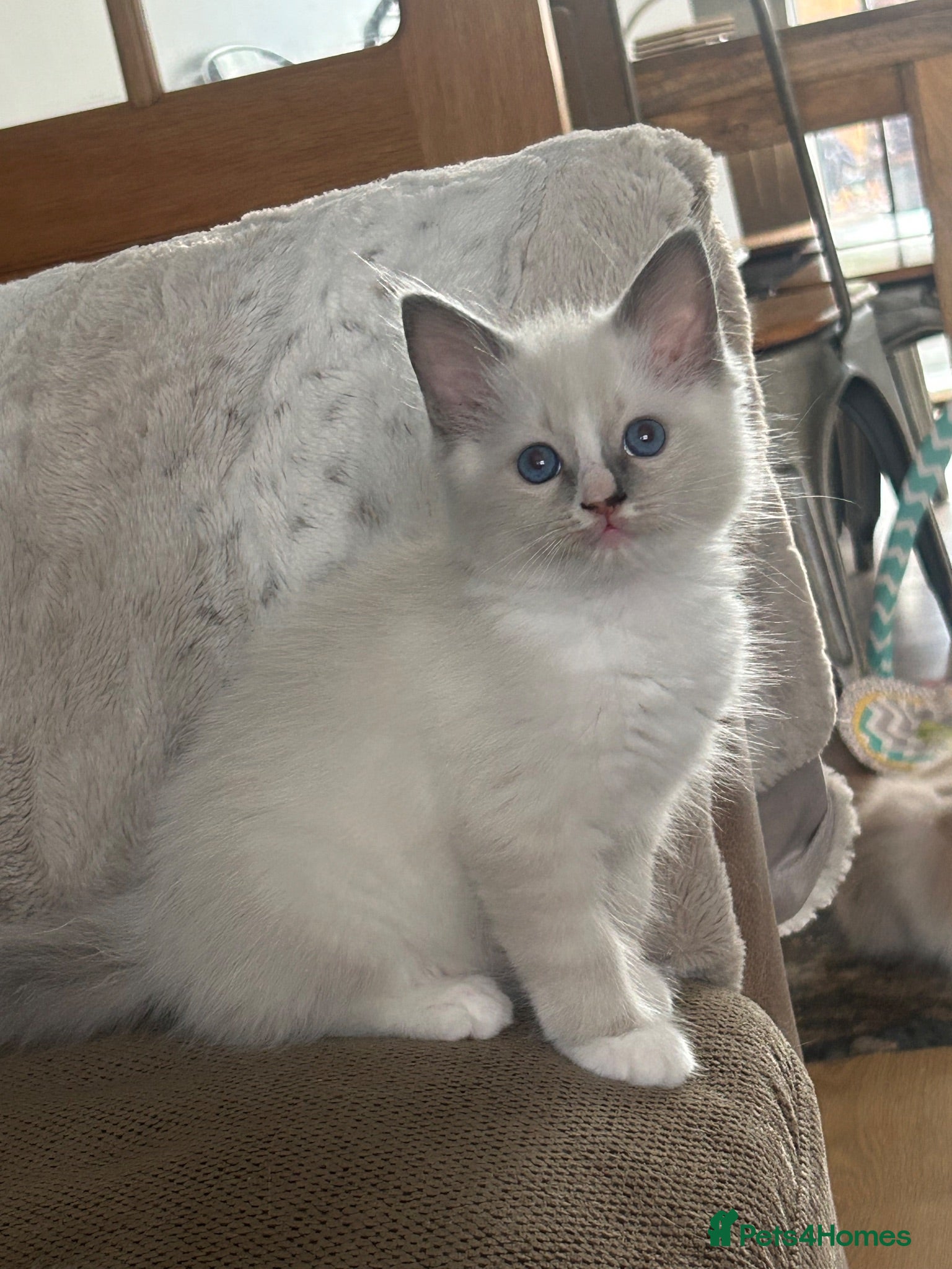 Ragdoll cats GCCF Ragdoll - 1 boy left  - Advert 1