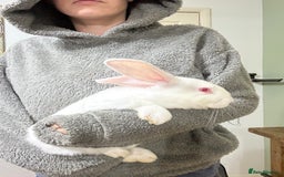 New Zealand rabbits for sale: New Zealand Does and bucks ready to leave now - Image 6