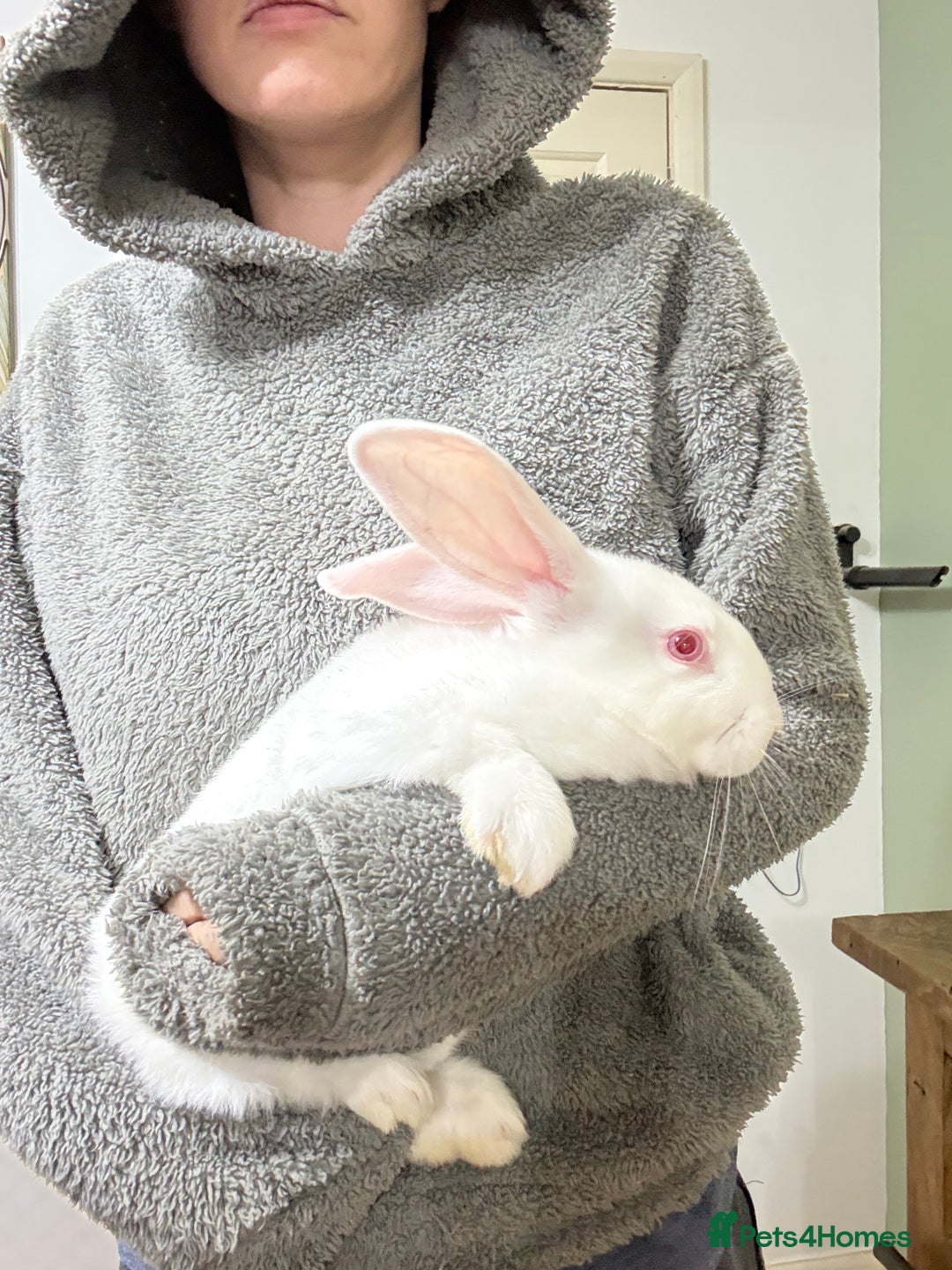 New Zealand rabbits for sale: New Zealand Does and bucks ready to leave now - Image 6