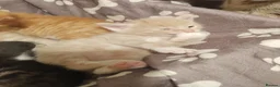 Mixed Breed cats for sale: Adorable kittens are looking for lovely home  - Advert 39