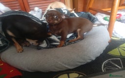 Chihuahua dogs for sale: Last Chocolate Girl - Image 2