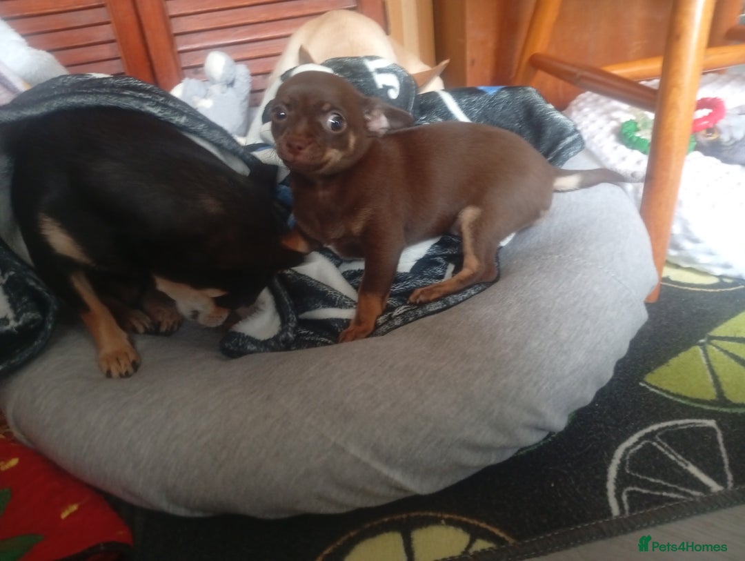 Chihuahua dogs for sale: Last Chocolate Girl - Image 2