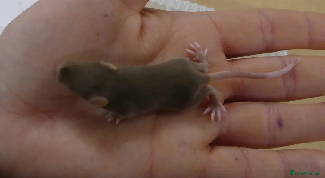 Mouse rodents for sale: Fancy Mice - Advert 1