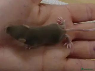 Mouse rodents Fancy Mice - Advert 3