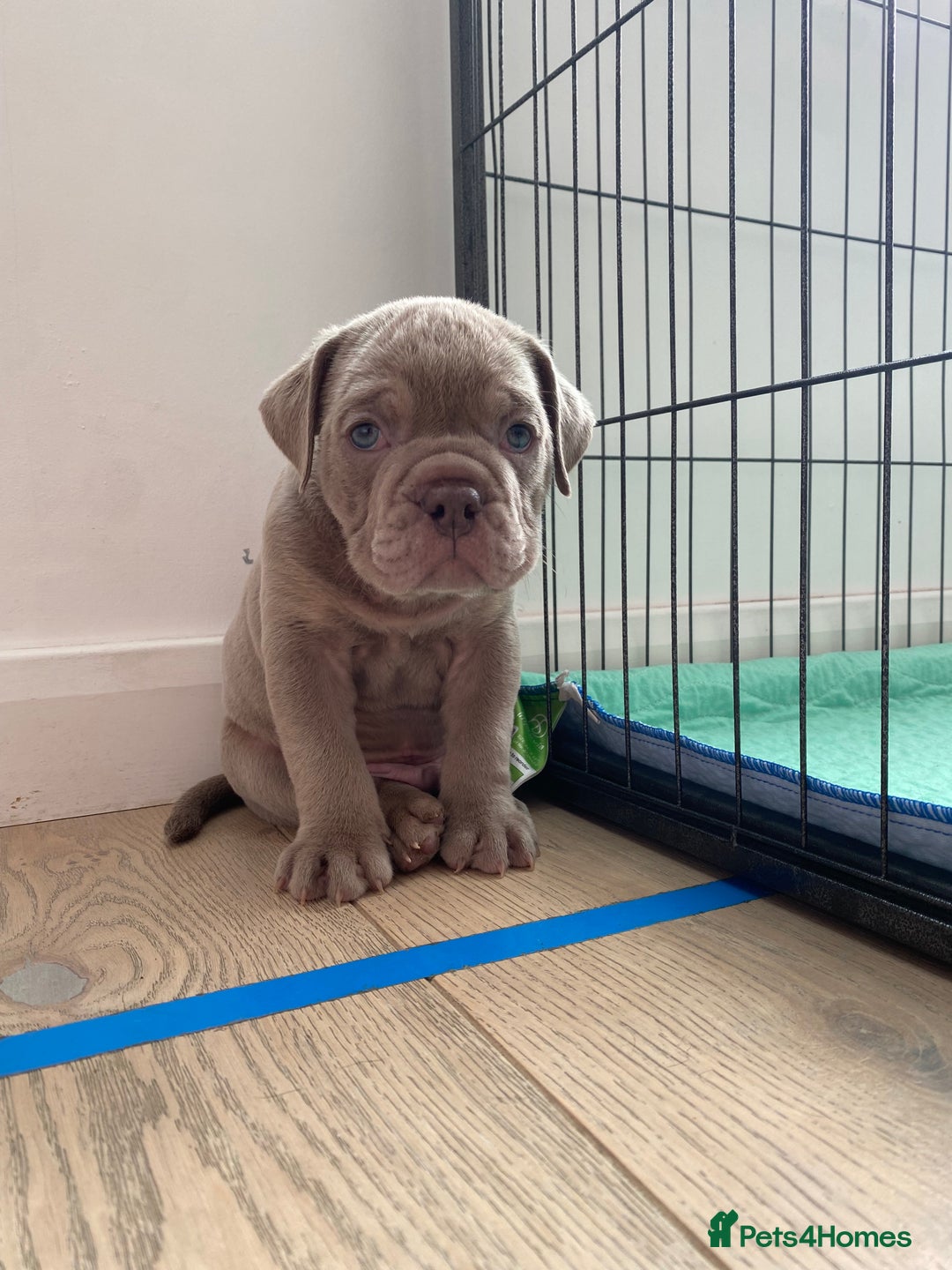 Olde English Bulldogge dogs for sale: The best Old English Bulldogge  - Advert 6