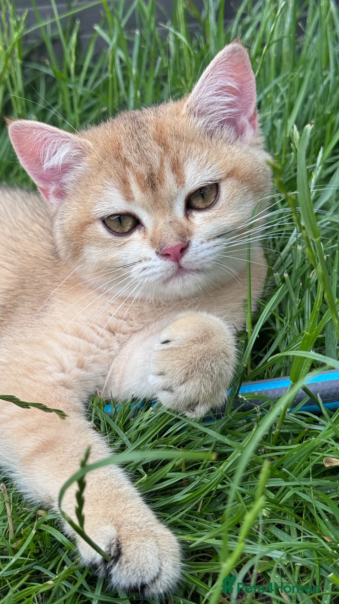 British Shorthair cats for sale: GCCF BSH READY FOR NEW HOME GOLD AND BLUE KITTENS - Advert 1