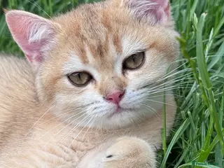 British Shorthair cats GCCF BSH READY FOR NEW HOME GOLD AND BLUE KITTENS - Advert 2