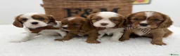 Cavalier King Charles Spaniel dogs for sale: E ** te**  Health Tested Bleinham/Ruby Cavaliers  in Romford - Advert 1