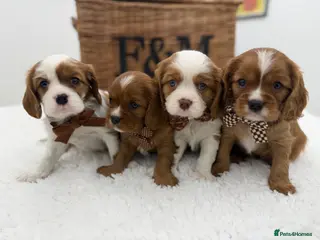 Cavalier King Charles Spaniel dogs Exste** Health Tested Bleinham/Ruby Cavaliers - Advert 1