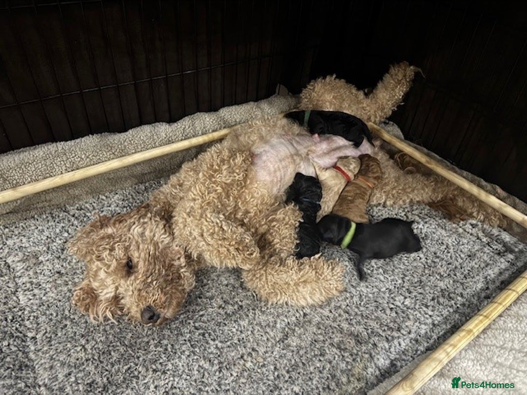 Australian Labradoodle dogs for sale: Annie's Australian Labradoodle Puppies are here! - Advert 3