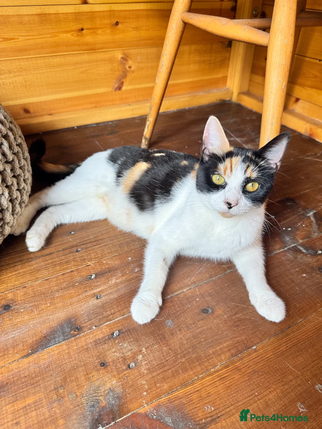 Mixed Breed cats for sale: 5 kittens looking for forever home  - Advert 2