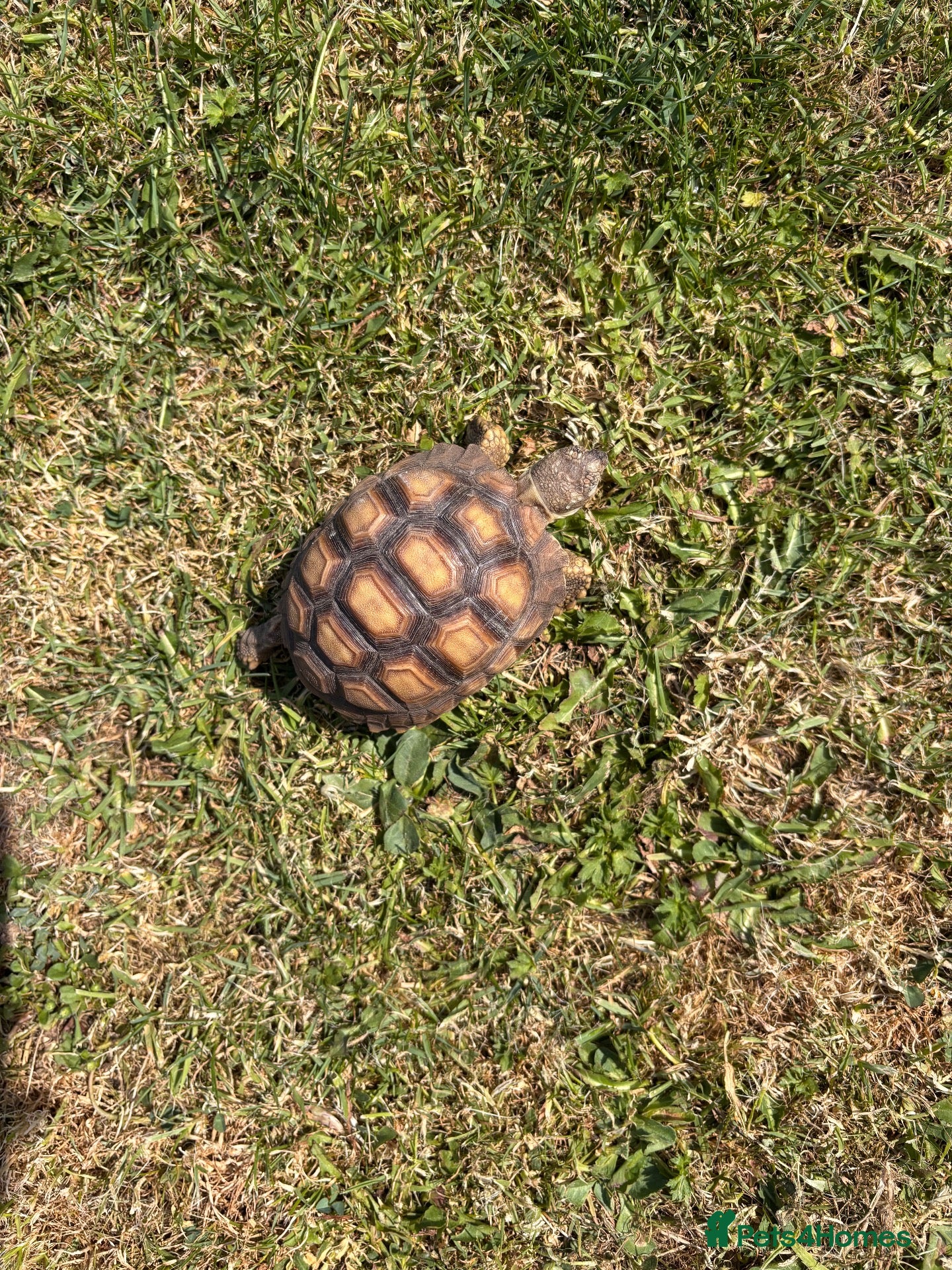 Tortoise reptiles Sulcata tortoise baby - Advert 1