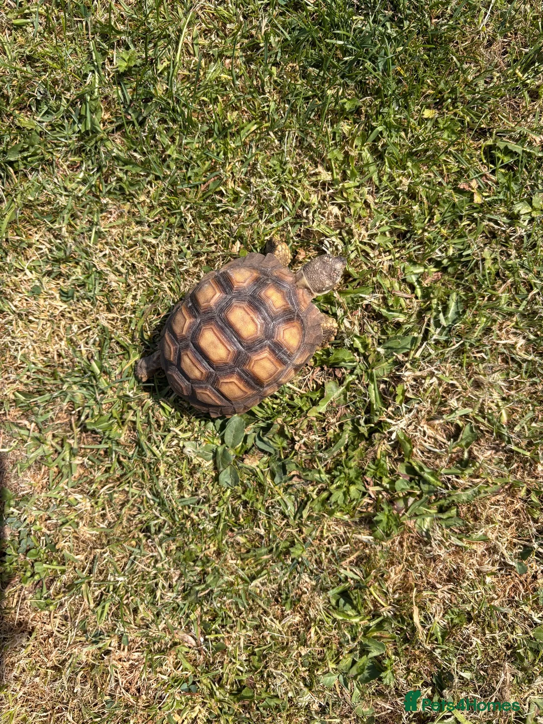 Tortoise reptiles for sale: Sulcata tortoise baby in Swansea - Advert 1