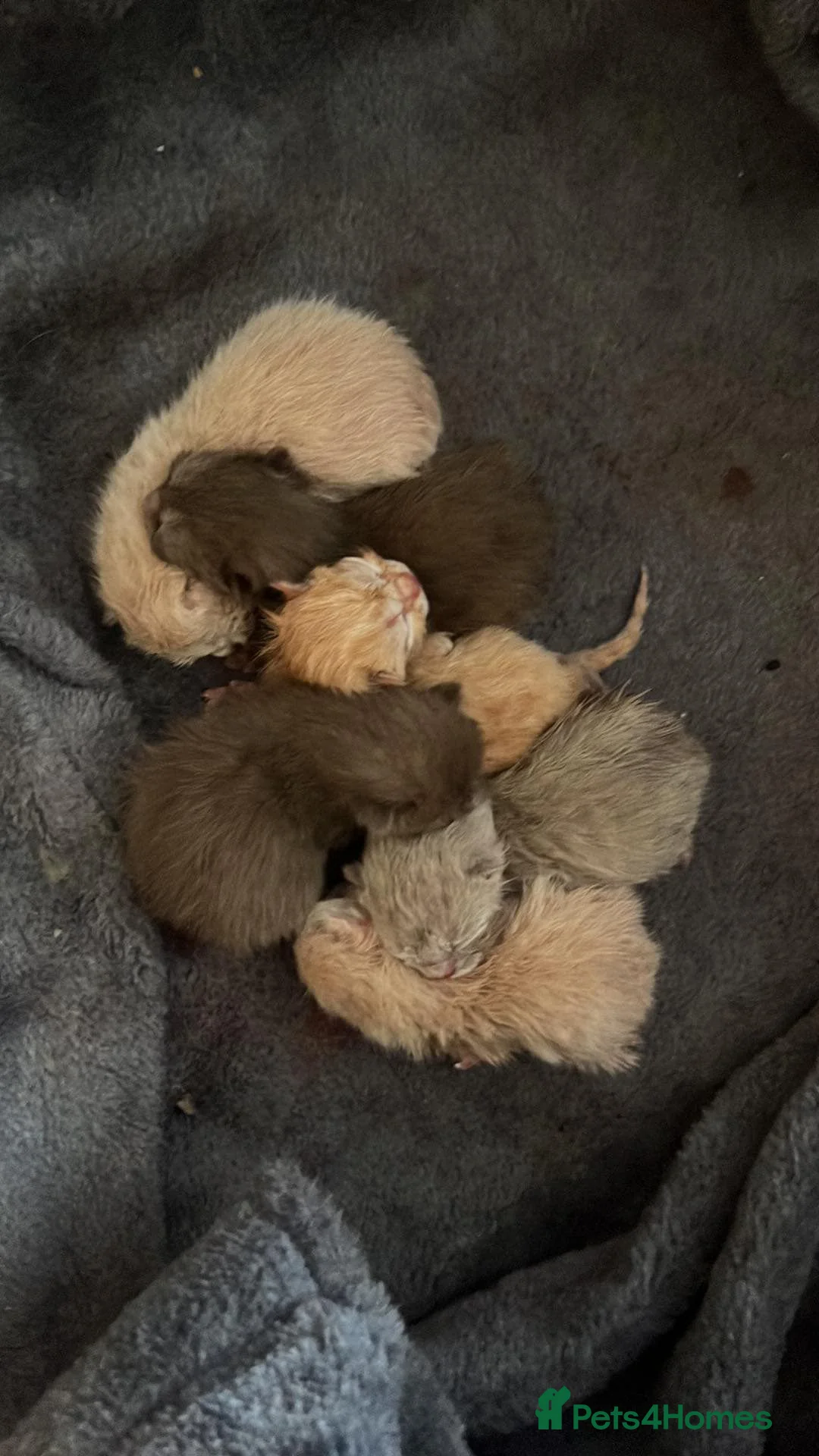 British Shorthair cats for stud: Lilac GCCF active stud Manchester  in Manchester - Advert 14