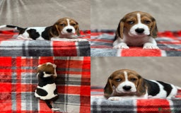 Beagle dogs for sale: SUPER CHUNKY KC SHOW BEAGLE PUPPIES - Image 24