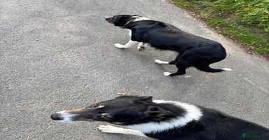 Border Collie dogs - Advert 1