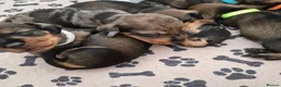 Miniature Dachshund dogs for sale: Miniature wire dachshund puppies - Advert 5