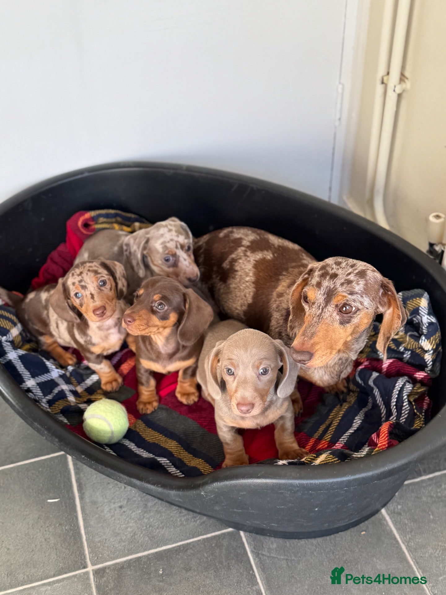 Miniature Dachshund dogs KC REGISTERED MINIATURES  - Advert 1