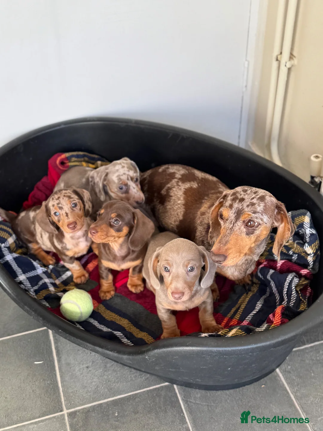 Miniature Dachshund dogs for sale: KC REGISTERED MINIATURES  - Advert 1