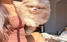Pomeranian dogs for sale: exotic pomeranian pup - Image 2