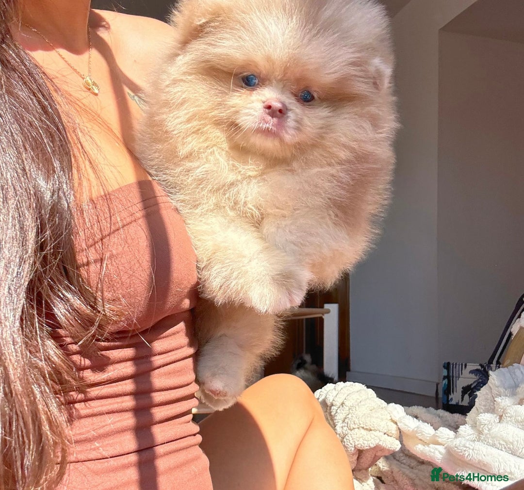 Pomeranian dogs for sale: exotic pomeranian pup - Image 2