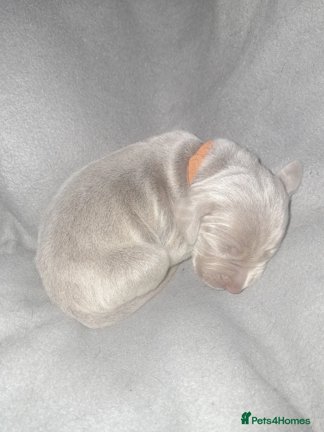 Weimaraner dogs for sale: Weimaraner gunalt champion bloodline KCregistered  - Advert 6