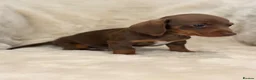 Miniature Dachshund dogs for sale: Mini smooth dachshund puppies  - Advert 3