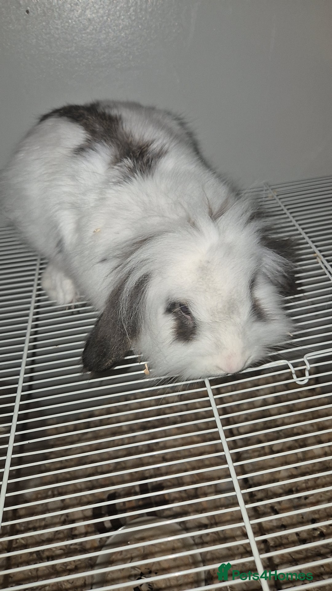 Mixed Breed rabbits Two rabbits for sale  - Advert 3