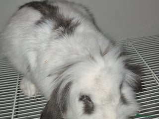 Mixed Breed rabbits Two rabbits for sale - Advert 1