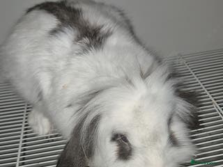 Mixed Breed rabbits Two rabbits for sale - Advert 21