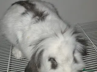 Mixed Breed rabbits Two rabbits for sale - Advert 22