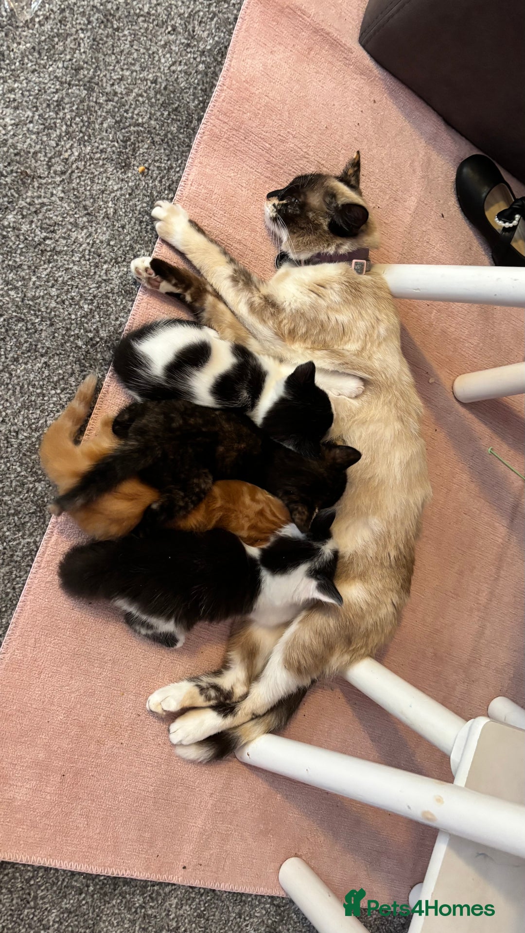 Mixed Breed cats for sale: Kittens  - Image 1