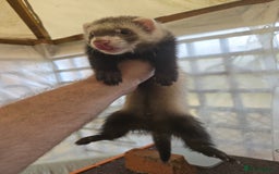 Ferret rodents for sale: Ferret Kits - Image 2