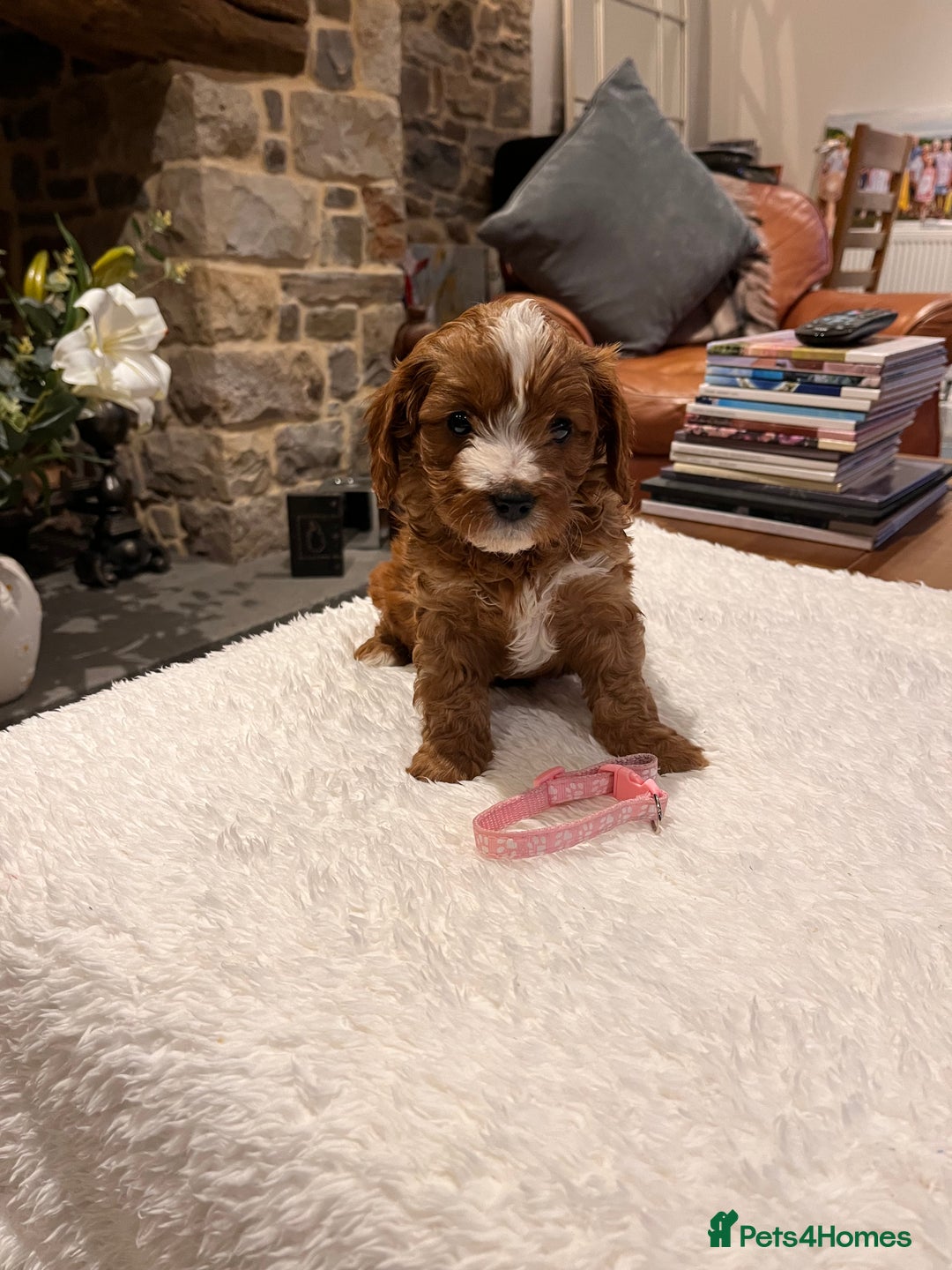Cavapoo dogs for sale: Stunning litter of F1 Cavapoo puppies - Advert 5