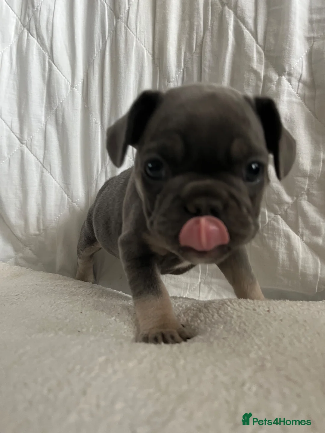 French Bulldog dogs for sale: Female french bulldog puppies  - Advert 2