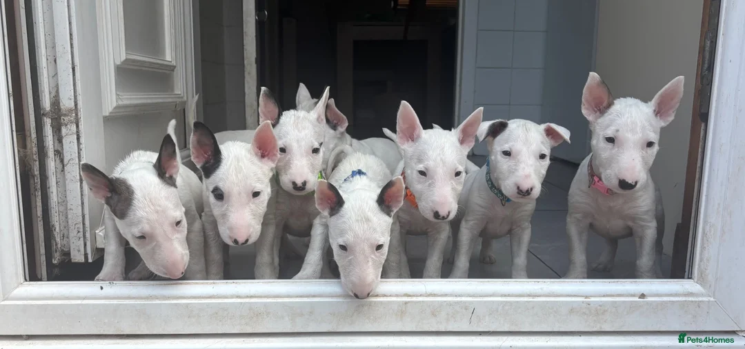 English Bull Terrier dogs for sale: Beautiful Bullterrier Pups  - Advert 1