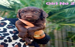 Cocker Spaniel dogs for sale: Cocker Spaniels - Image 6