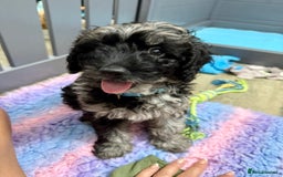 Cavapoo dogs for sale: READY NOW! Adorable Phantom F1b Cavapoo puppies  - Image 7
